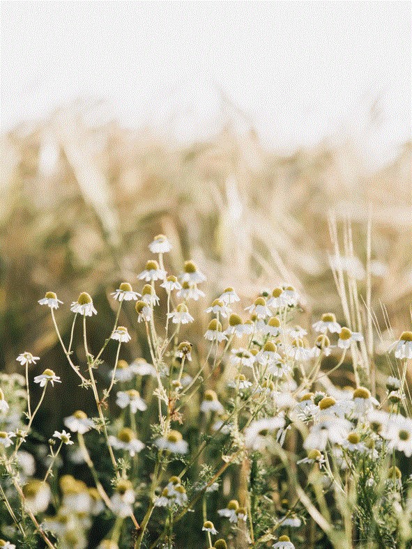 Introductory Herbalist course